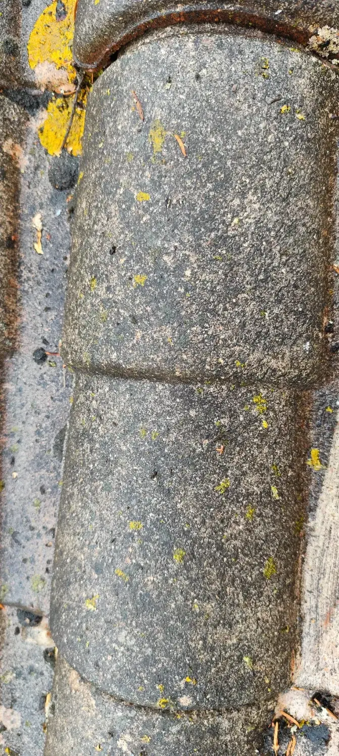 Tuile noircie couverte de lichen, vue de près